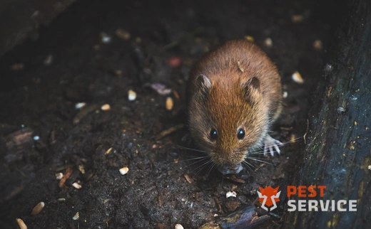 Дератизация в Глазове